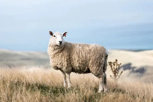 Warum Merino-Schafwolle und Merino Schaffell für Diabetiker und Menschen mit empfindlichen Füßen ideal sind