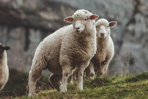 Merinoschafe auf Weide