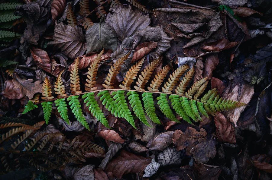 Blatt, halb grün, halb verwelkt