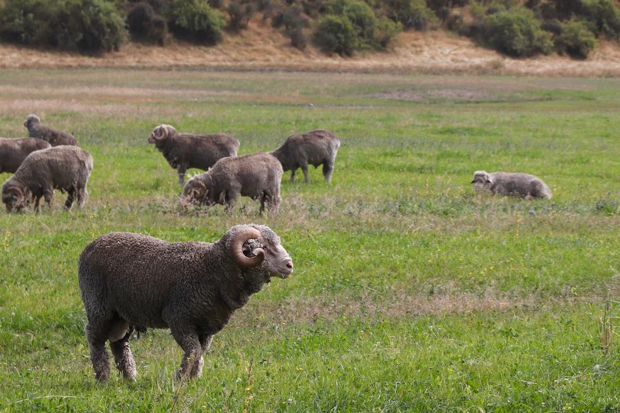 Lammfell Hausschuhe von BNSM: Umweltfreundliches Merino Schaffell für ultimativen Komfort und Wärme